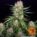 Barneys Farm - Wedding Cake Hanfsamen - auto-feminisiert