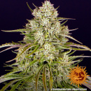 Barneys Farm - Wedding Cake Hanfsamen - auto-feminisiert