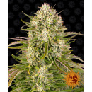 Barneys Farm - Wedding Cake Hanfsamen - auto-feminisiert