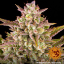 Barneys Farm - Wedding Cake Hanfsamen - auto-feminisiert