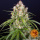 Barneys Farm - Wedding Cake Hanfsamen - auto-feminisiert