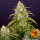 Barneys Farm - Wedding Cake Hanfsamen - auto-feminisiert
