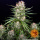 Barneys Farm - Wedding Cake Hanfsamen - auto-feminisiert
