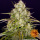 Barneys Farm - Wedding Cake Hanfsamen - auto-feminisiert
