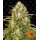 Barneys Farm - Wedding Cake Hanfsamen - auto-feminisiert
