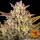 Barneys Farm - Wedding Cake Hanfsamen - auto-feminisiert