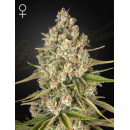 Green House Seeds - Lost Pearl Hanfsamen - feminisiert