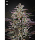 Green House Seeds - Banana Krumble Hanfsamen - feminisiert