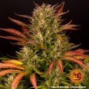 Barneys Farm - Dos Si Dos Hanfsamen - 5 Stk auto-feminisiert