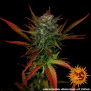 Barneys Farm - Glue Gelato Hanfsamen - 3 Stk...