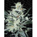 Paradise Seeds - Sensi Star Hanfsamen - 10 Stk feminisiert