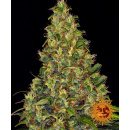 Barneys Farm - Amnezia Haze Hanfsamen - auto-feminisiert