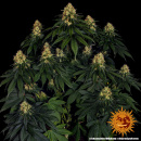 Barneys Farm - Skywalker OG AUTO Hanfsamen -...