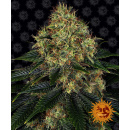 Barneys Farm - Skywalker OG AUTO Hanfsamen -...