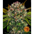 Barneys Farm - Strawberry Cheesecake AUTO Hanfsamen -...