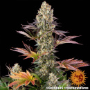 Barneys Farm - Gelato #45 Hanfsamen - 5 Stk feminisiert