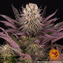 Barneys Farm - Mimosa x Orange Punch Hanfsamen - feminisiert