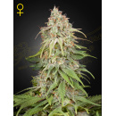 Green House Seeds - GH Amnesia Hanfsamen - 10 Stk...