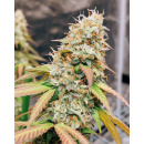 Dutch Passion - Meringue Hanfsamen - feminisiert