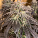 Dutch Passion - Bubba Island Kush Hanfsamen - feminisiert