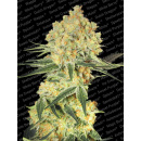 Paradise Seeds - Wappa Hanfsamen - auto-feminisiert