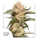 Dutch Passion - AUTO Trichome & Cream Hanfsamen -...