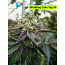 Wedding Cake Hanfsteckling