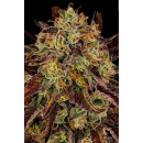 Paradise Seeds - Tangerine Sorbet Hanfsamen - feminisiert