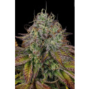 Paradise Seeds Apricot Candy 10er Packung feminisiert