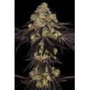 Paradise Seeds - Sunset Paradise Hanfsamen - feminisiert