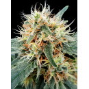 Paradise Seeds - Stromboli AUTO Hanfsamen - auto-feminisiert