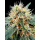 Paradise Seeds - Stromboli AUTO Hanfsamen - auto-feminisiert