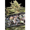 Paradise Seeds Auto Collection pack #1