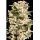 Paradise Seeds - Belladonna Hanfsamen - 10 Stk feminisiert