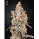 Green House Seeds - Holy Snow Hanfsamen - feminisiert