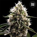 Bulk Seed Bank - Dosidos Rocketos Hanfsamen - feminisiert