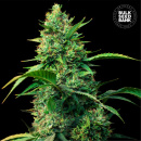 Bulk Seed Bank - Auto Strawberry Ferry Hanfsamen -...