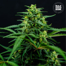 Bulk Seed Bank - Mimosa Famosa Hanfsamen - feminisiert