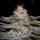 Paradise Seeds - Sensi Star Hanfsamen - 5 Stk feminisiert