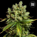 Bulk Seed Bank - Auto Mimosa Famosa Hanfsamen -...