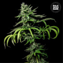 Bulk Seed Bank - Tropical Coconout Hanfsamen - feminisiert