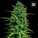 Bulk Seed Bank - Auto Tropical Coconout Hanfsamen -...