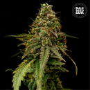 Bulk Seed Bank - Auto Coffe Rocket Hanfsamen -...