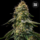 Bulk Seed Bank - Auto Runtz Gluntz Hanfsamen -...