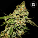 Bulk Seed Bank - Bruce Banner #5 Hanfsamen - 5 Stk...