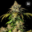 Bulk Seed Bank - Auto Bruce Banner #Hanfsamen -...