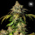 Bulk Seed Bank - Auto Bruce Banner #Hanfsamen - auto-feminisiert