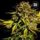 Bulk Seed Bank - Extra Mintz Hanfsamen - feminisiert