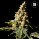 Bulk Seed Bank - Auto Extra Mintz Hanfsamen -...