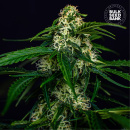 Bulk Seed Bank - Auto Watermelon Jam Hanfsamen - 5 Stk...